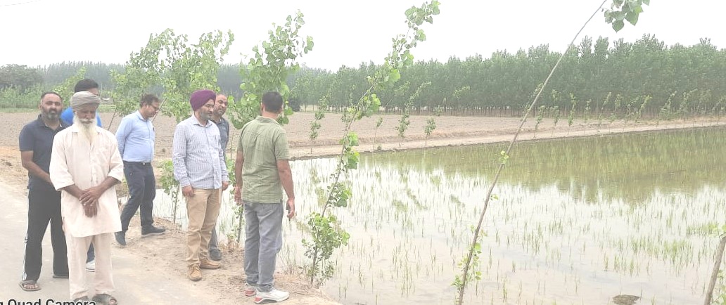 किसानों को धान के कीड़ों के प्रति सचेत रहने की जरूरत-मुख्य कृषि अधिकारी